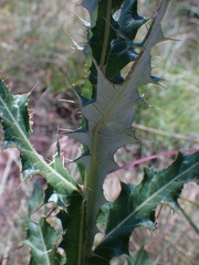 Berkheya discolor