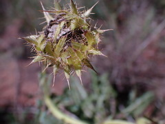 Berkheya discolor