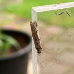 Phycitodes binaevella