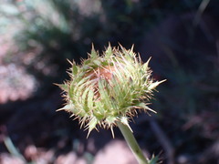 Berkheya discolor
