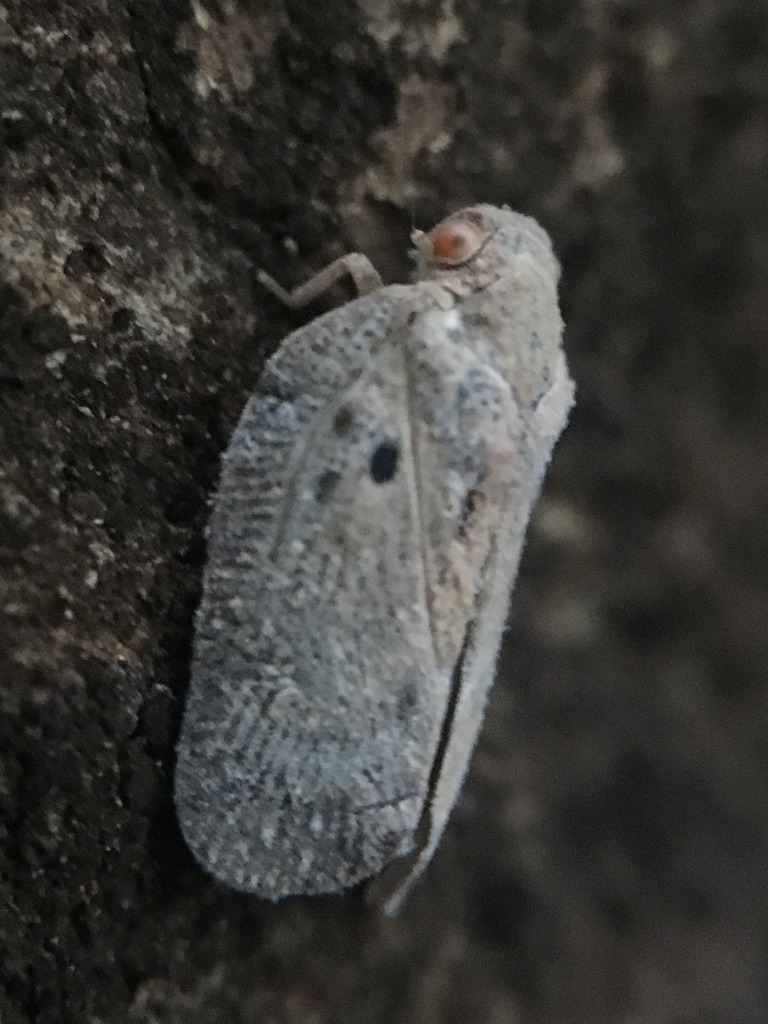 Melormenis