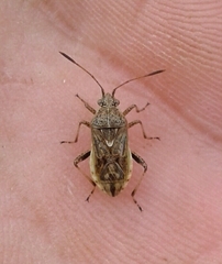 Rhopalus parumpunctatus