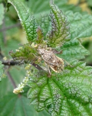 Rhopalus parumpunctatus