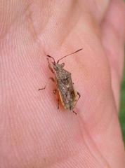 Rhopalus parumpunctatus