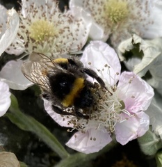 Bombus terrestris