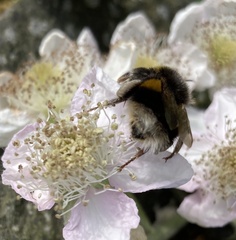 Bombus terrestris