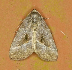 Ogdoconta altura