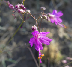 Mirabilis coccinea