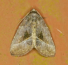 Ogdoconta altura