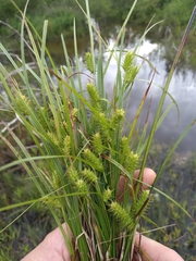 Carex baileyi