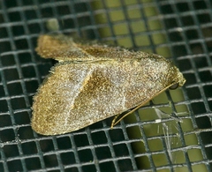 Ogdoconta altura
