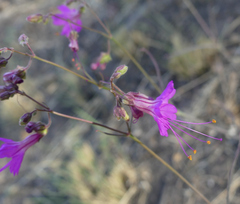 Mirabilis coccinea