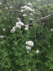 Valeriana officinalis