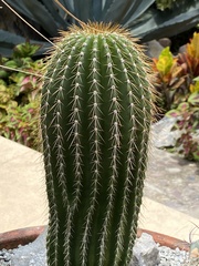 Cephalocereus polylophus