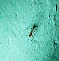 Steatoda castanea
