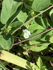 Boerhavia repens