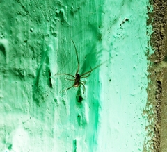 Steatoda castanea