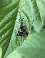 Synanthedon conopiformis