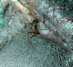 Steatoda castanea