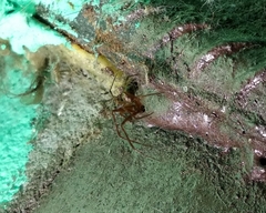 Steatoda castanea