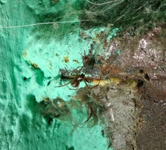 Steatoda castanea