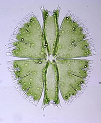Micrasterias compereana