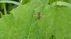 Xanthogramma pedissequum