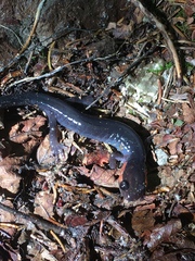 Plethodon jordani