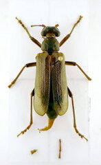 Vesperus aragonicus