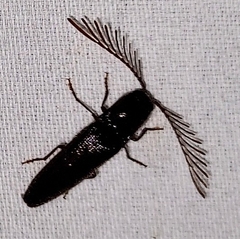Dicrepidius palmatus