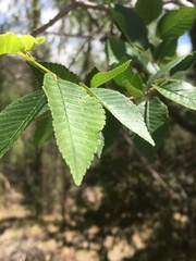Alnus oblongifolia