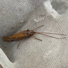 Limnephilus binotatus