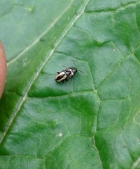 Phyllotreta armoraciae