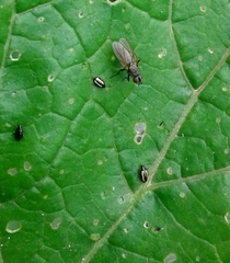 Phyllotreta armoraciae