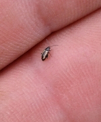 Phyllotreta armoraciae