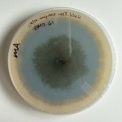 Aureobasidium namibiae