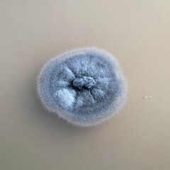 Aureobasidium namibiae