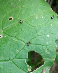 Phyllotreta armoraciae