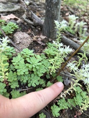 Sedum glaucophyllum