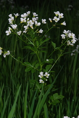 Cardamine amara amara