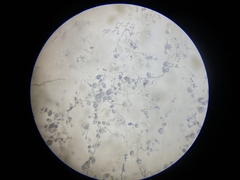 Aureobasidium namibiae