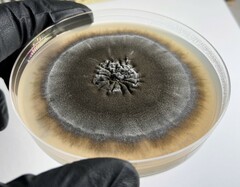 Aureobasidium namibiae