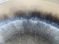 Aureobasidium namibiae