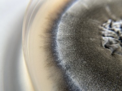 Aureobasidium namibiae