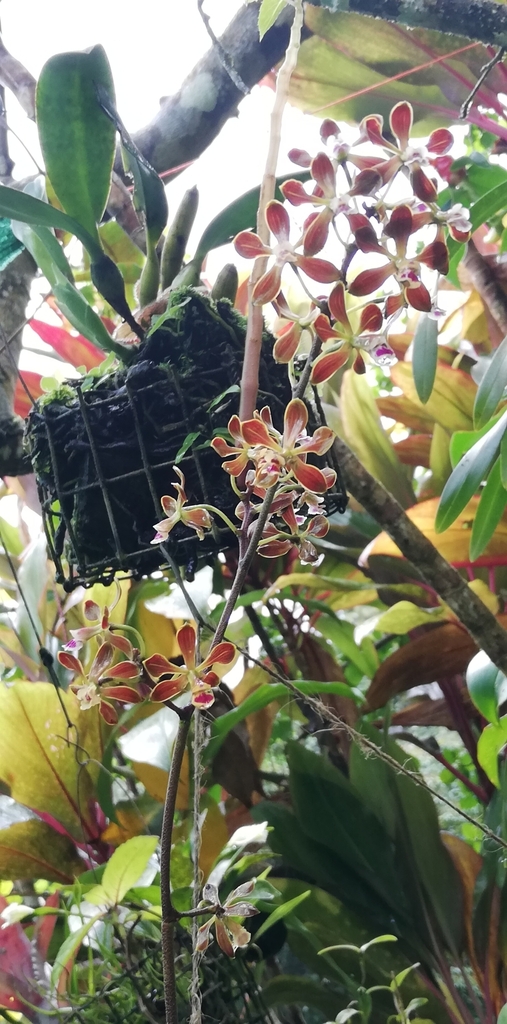 Encyclia elegantula Dressler
