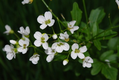 Cardamine amara amara