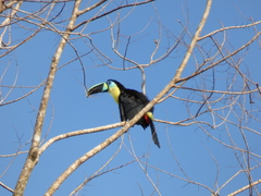 Ramphastos vitellinus