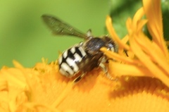 Dianthidium