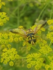 Meromacrus gloriosus