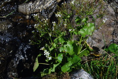 Cardamine asarifolia